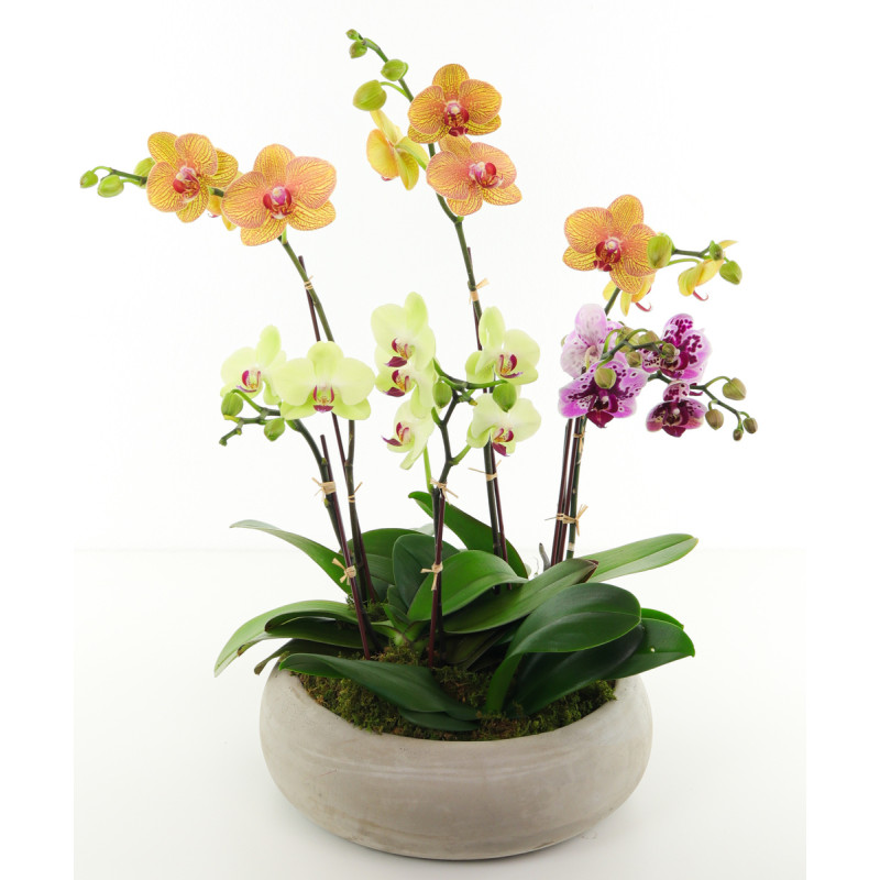 DOTTIES ORCHIDS - Same Day Delivery