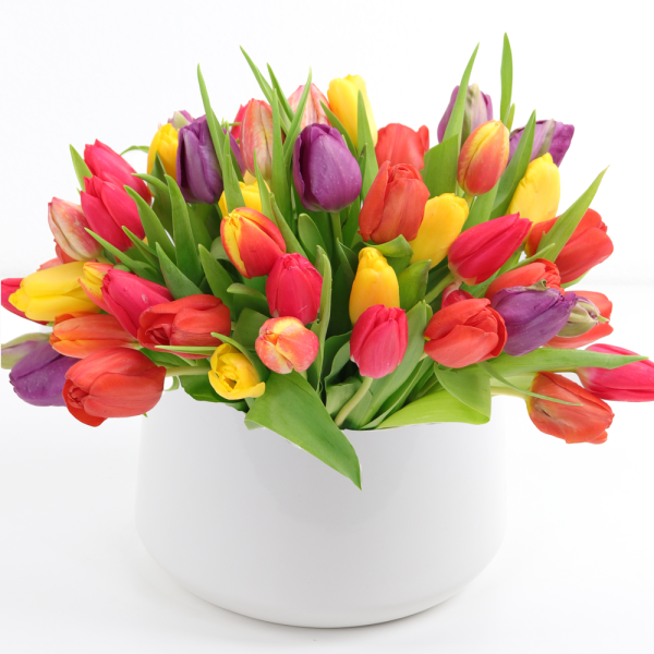 DOTTIES DUTCH TULIPS