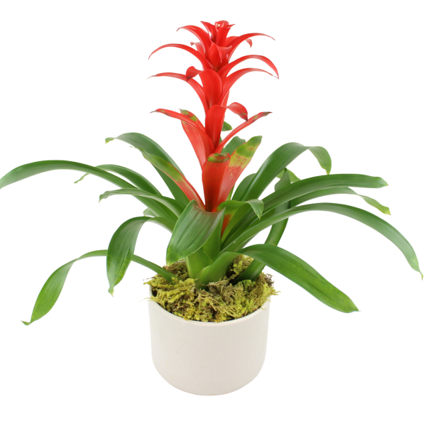 Sympathy Plants Flowers in Los Angeles, CA Same Day Sympathy Plants