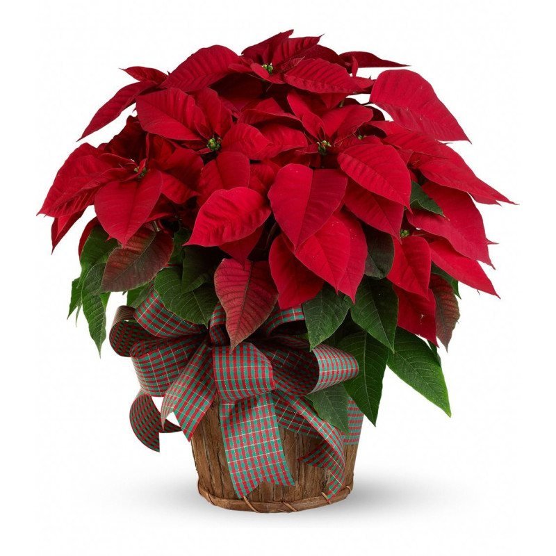 CHRISTMAS POINSETTIA (LARGE) - Same Day Delivery