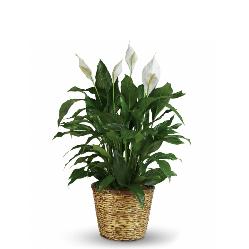ELEGANT SPATHIPHYLLUM - Medium - Same Day Delivery