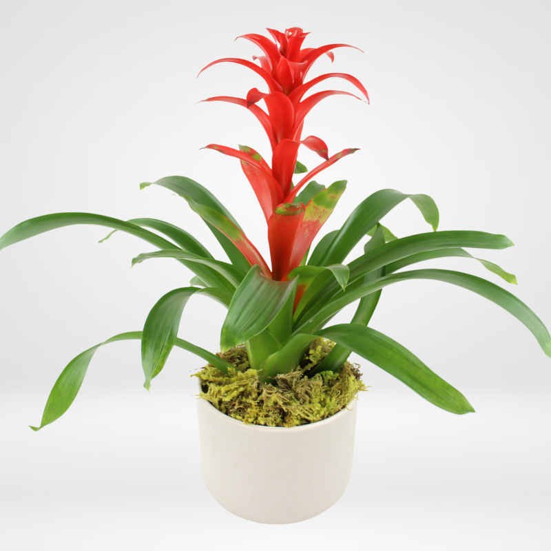 BROMELIAD BEAUTY - Same Day Delivery