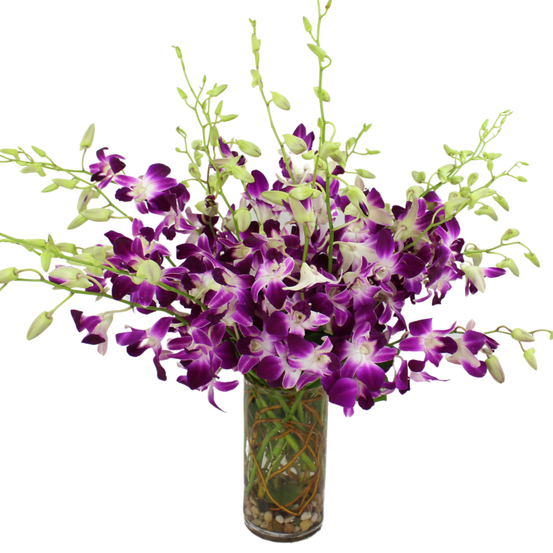 DENDROBIUM ORCHID VASE - Same Day Delivery
