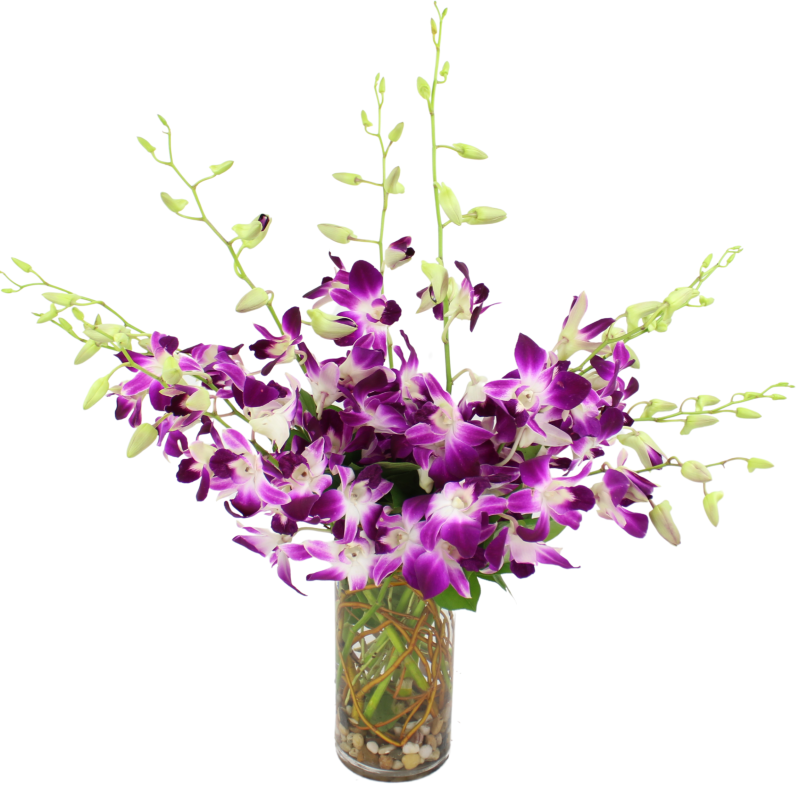DENDROBIUM ORCHID VASE - Same Day Delivery