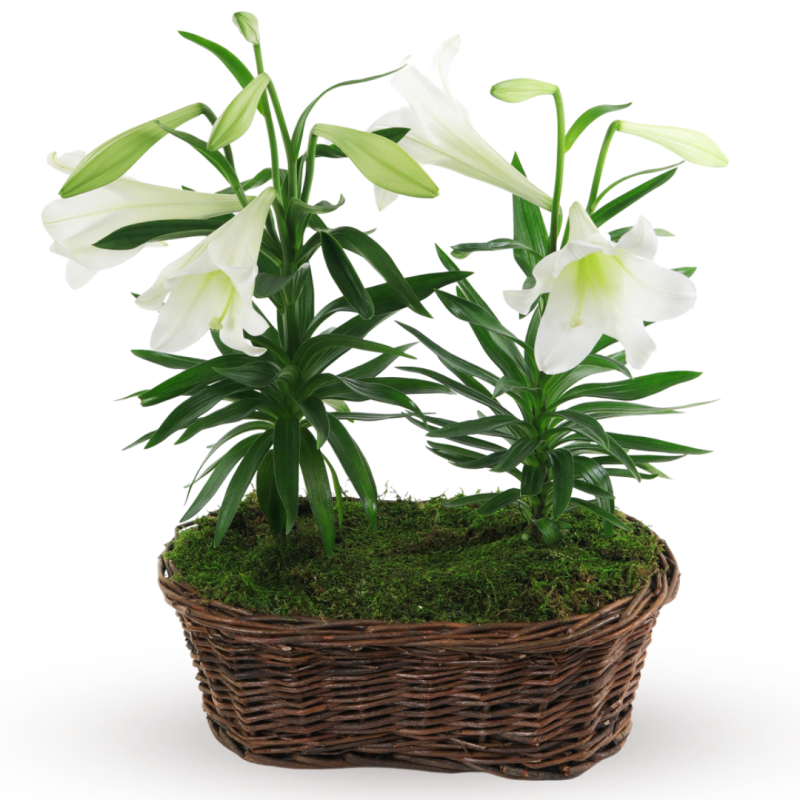 Double Easter Lily Basket - Same Day Delivery