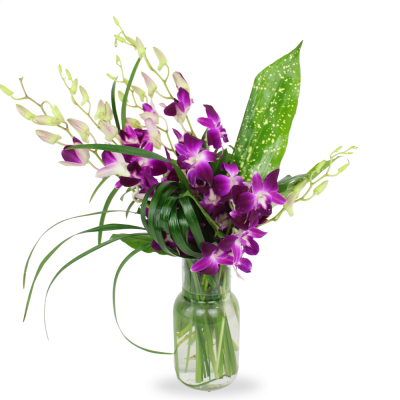 DENDROBIUM DELIGHT - Same Day Delivery