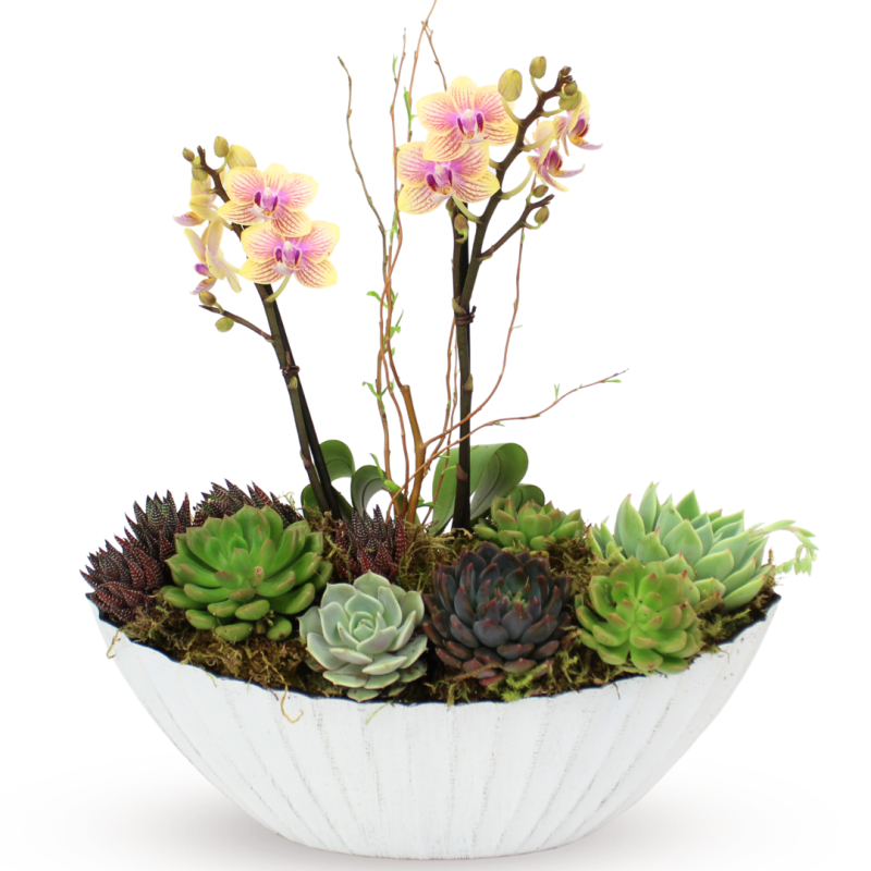 DOTTIES SUCCULENT BOAT - Same Day Delivery