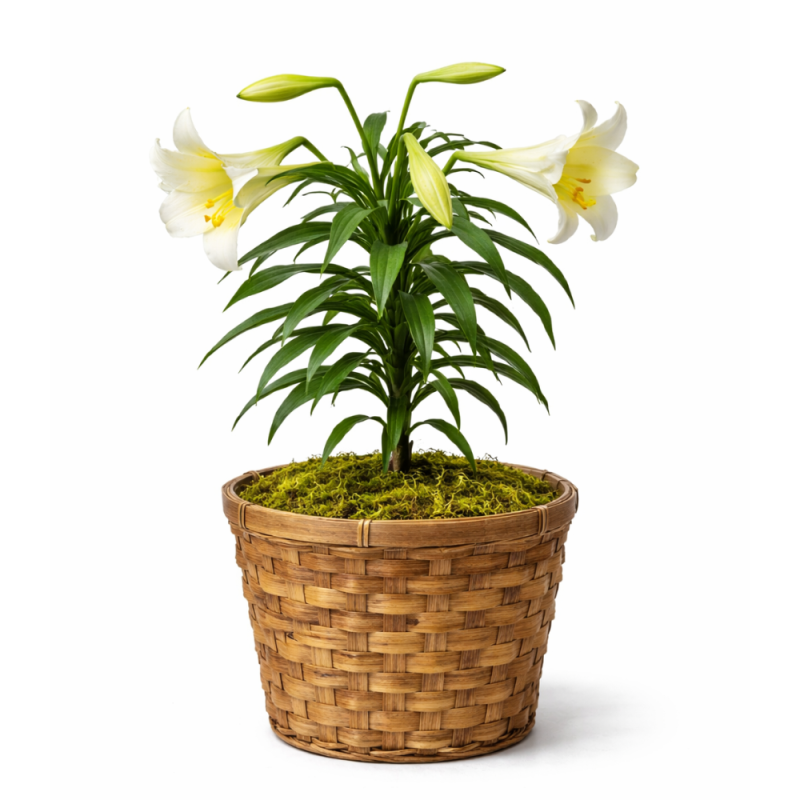 Easter Lily Plant - Same Day Delivery