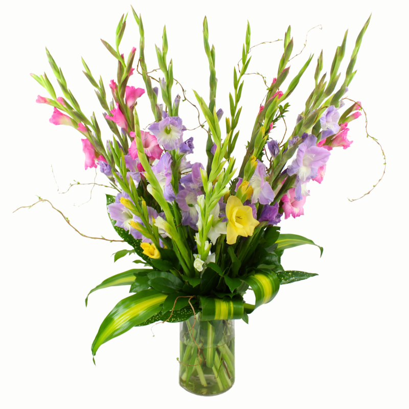 GLADIOLUS PARADE - Same Day Delivery