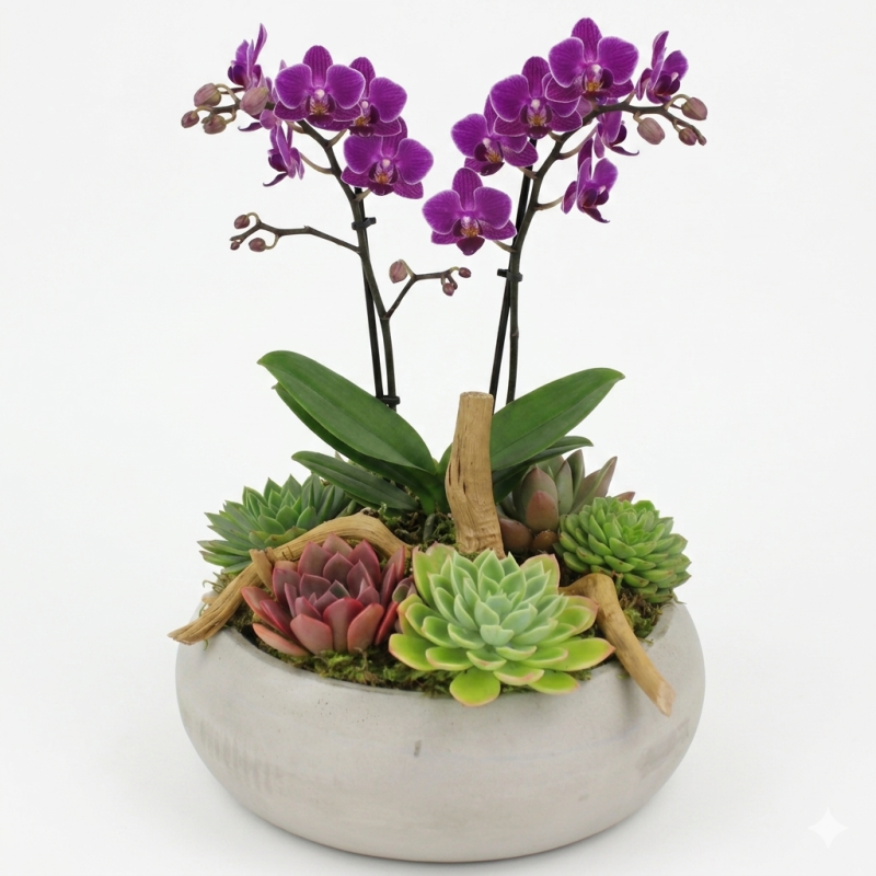 DRIFTWOOD AND SUCCULENTS - Same Day Delivery