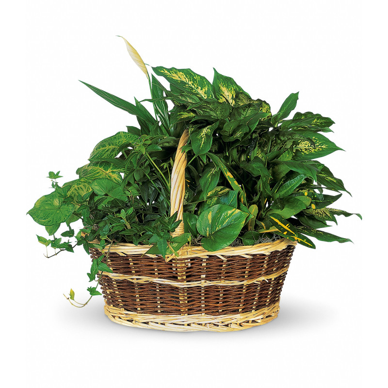 LARGE PLANTER BASKET - Same Day Delivery