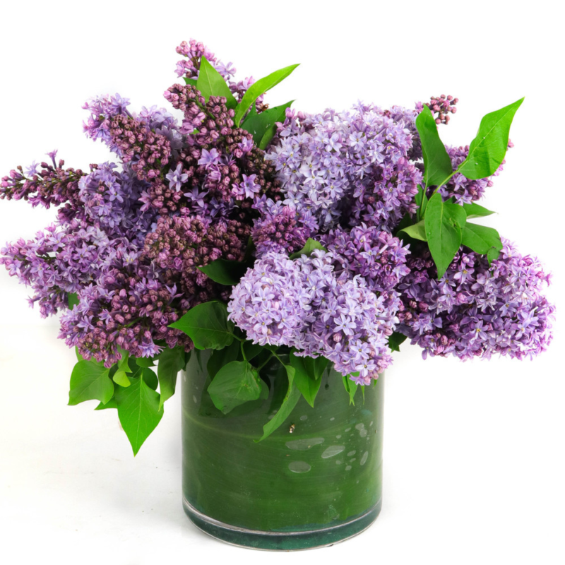 LILAC LOVE - Same Day Delivery