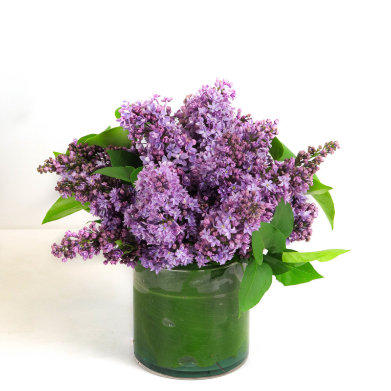 LILAC LOVE - Same Day Delivery