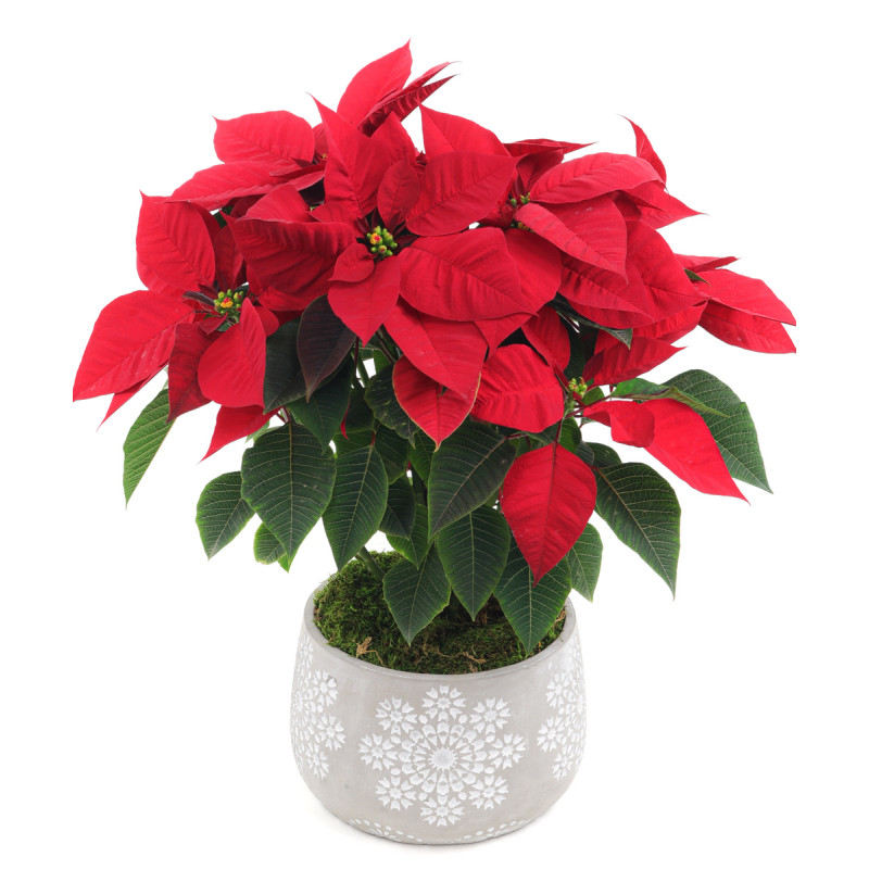 CHRISTMAS POINSETTIA (MEDIUM) - Same Day Delivery