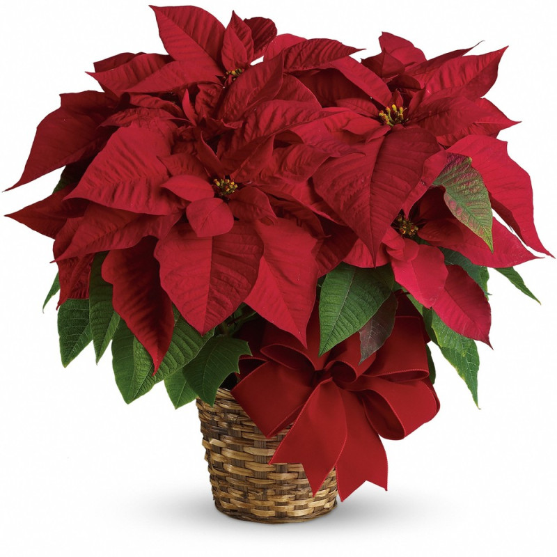 CHRISTMAS POINSETTIA (MEDIUM) - Same Day Delivery
