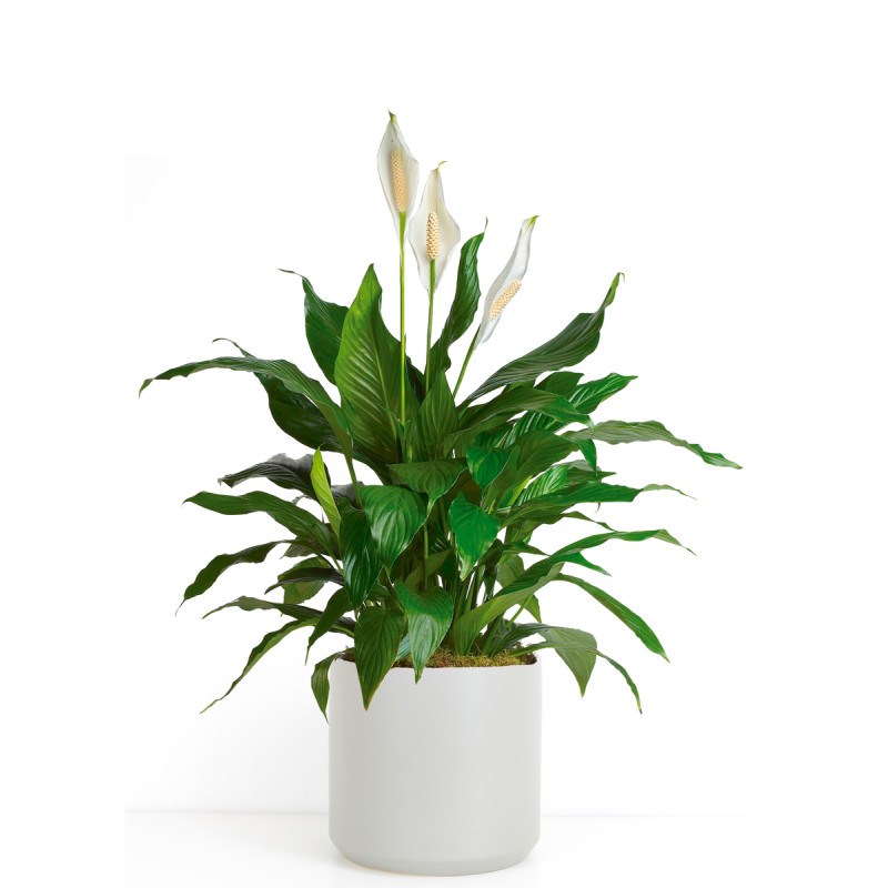 ELEGANT SPATHIPHYLLUM - Medium - Same Day Delivery