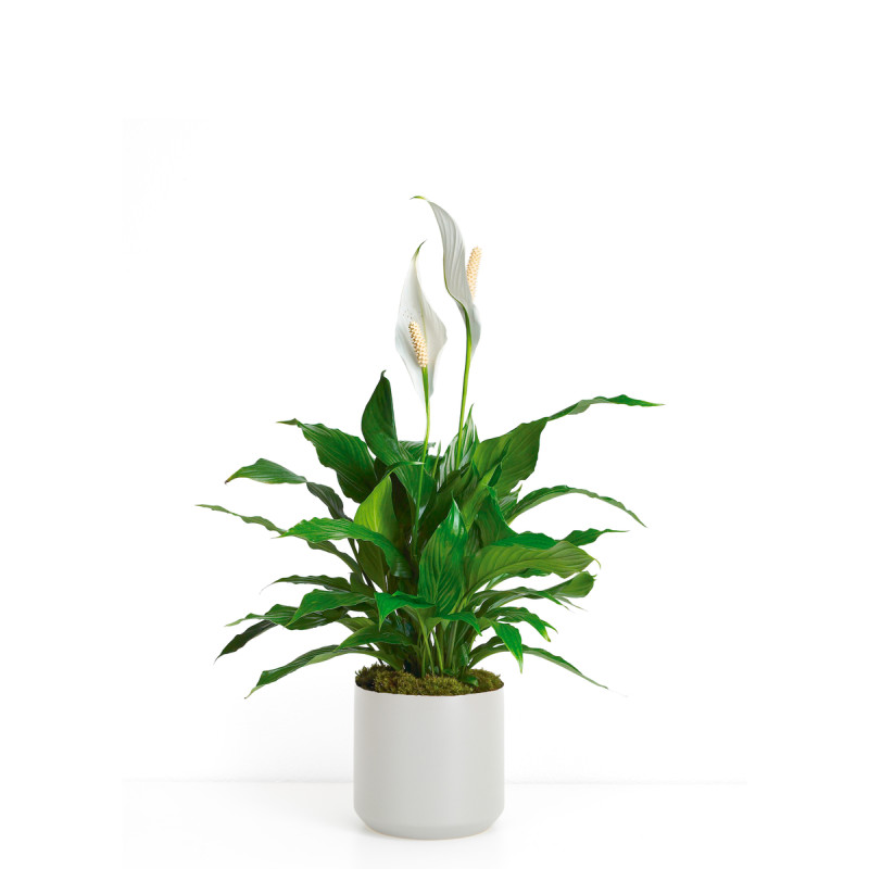 ELEGANT SPATHIPHYLLUM - Small - Same Day Delivery