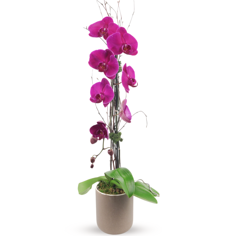 PURPLE PHALAENOPSIS ORCHID - Same Day Delivery