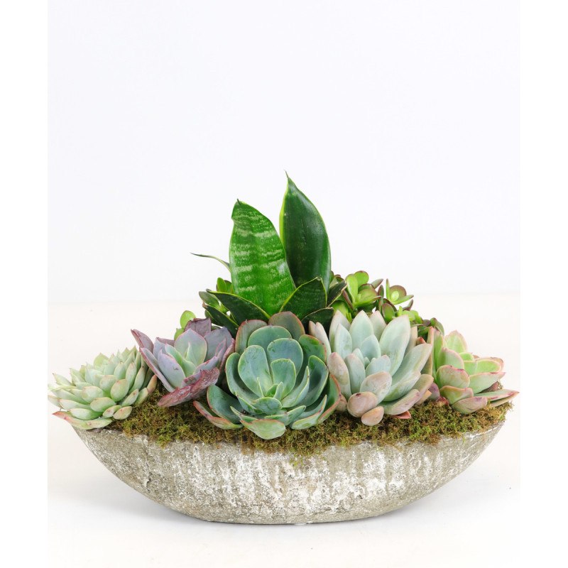 STONE SUCCULENT GARDEN - Same Day Delivery