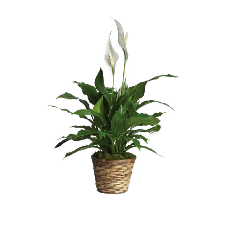 ELEGANT SPATHIPHYLLUM - Small - Same Day Delivery