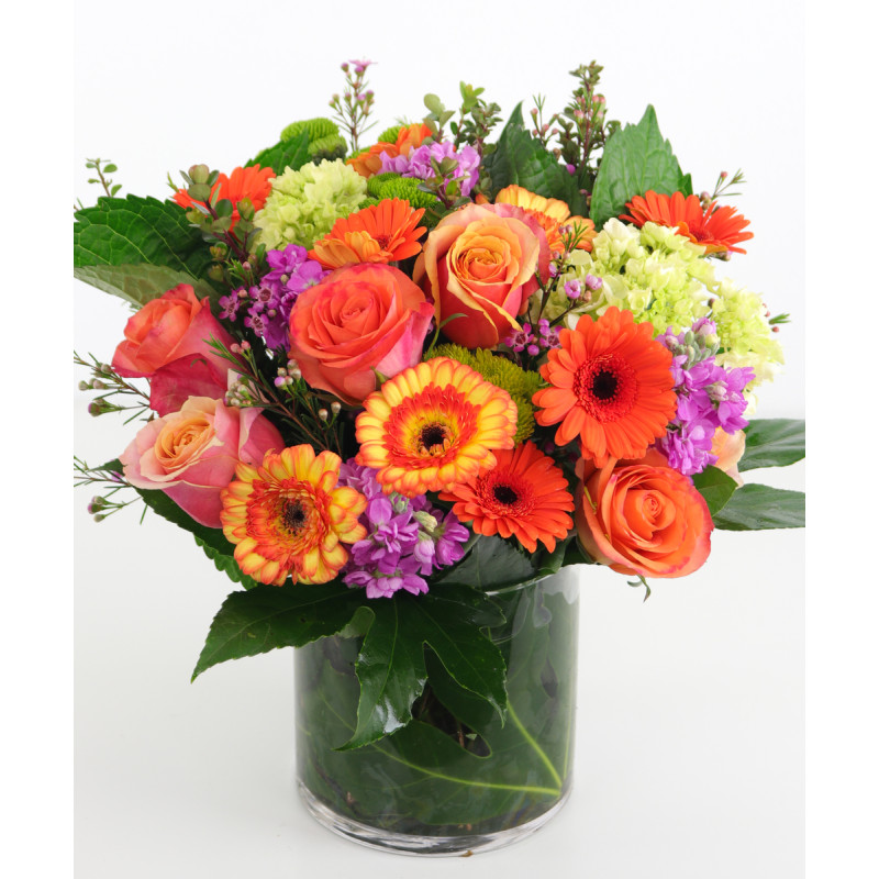 DREAMSICLE - Same Day Delivery