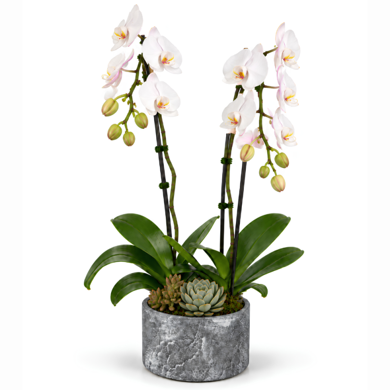 WHITE PHALAENOPSIS ORCHID - Same Day Delivery