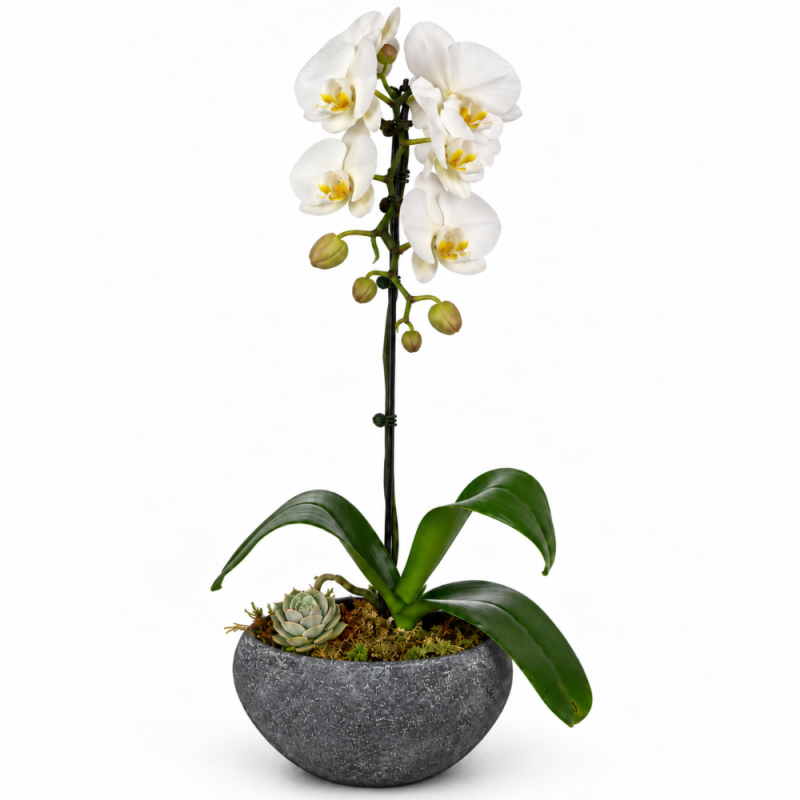WHITE PHALAENOPSIS ORCHID - Same Day Delivery