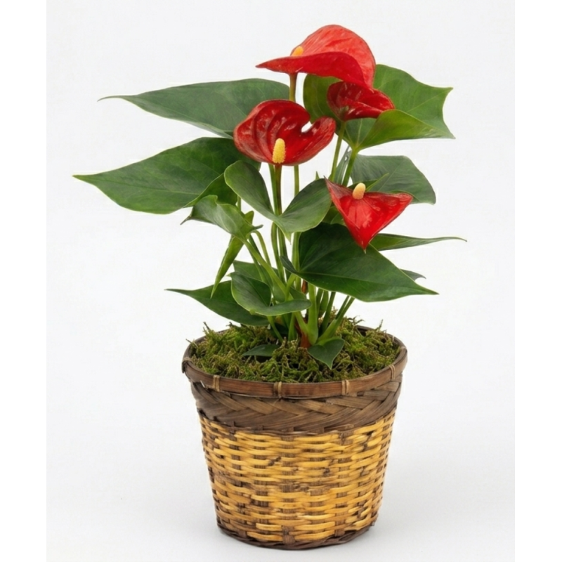 Anthurium Plant - Same Day Delivery