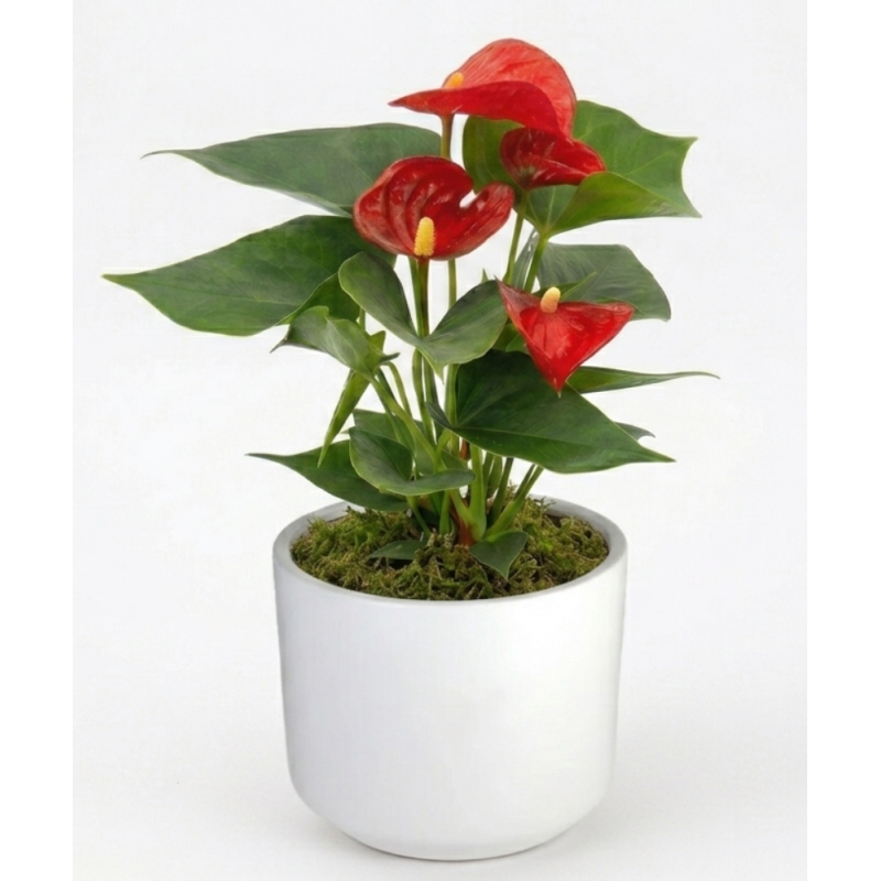 Anthurium Plant - Same Day Delivery
