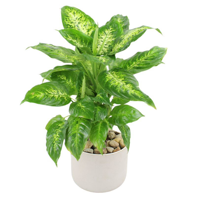 DIEFFENBACHIA PLANT - Same Day Delivery
