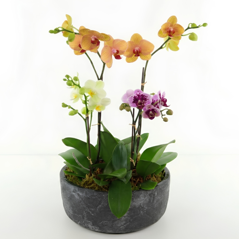 DOTTIES ORCHIDS - Same Day Delivery