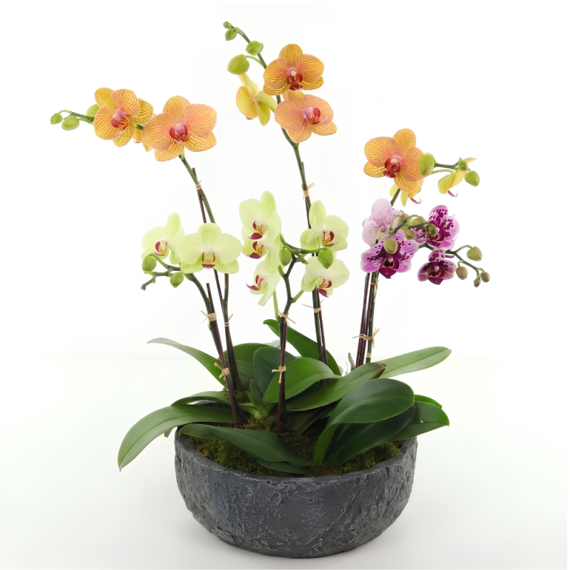 DOTTIES ORCHIDS - Same Day Delivery