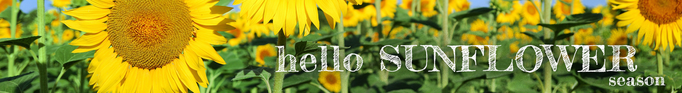 hello sunflower season 