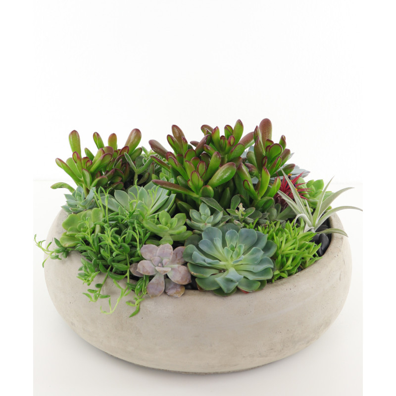 CANOGA PARK SUCCULENT GARDEN - Same Day Delivery