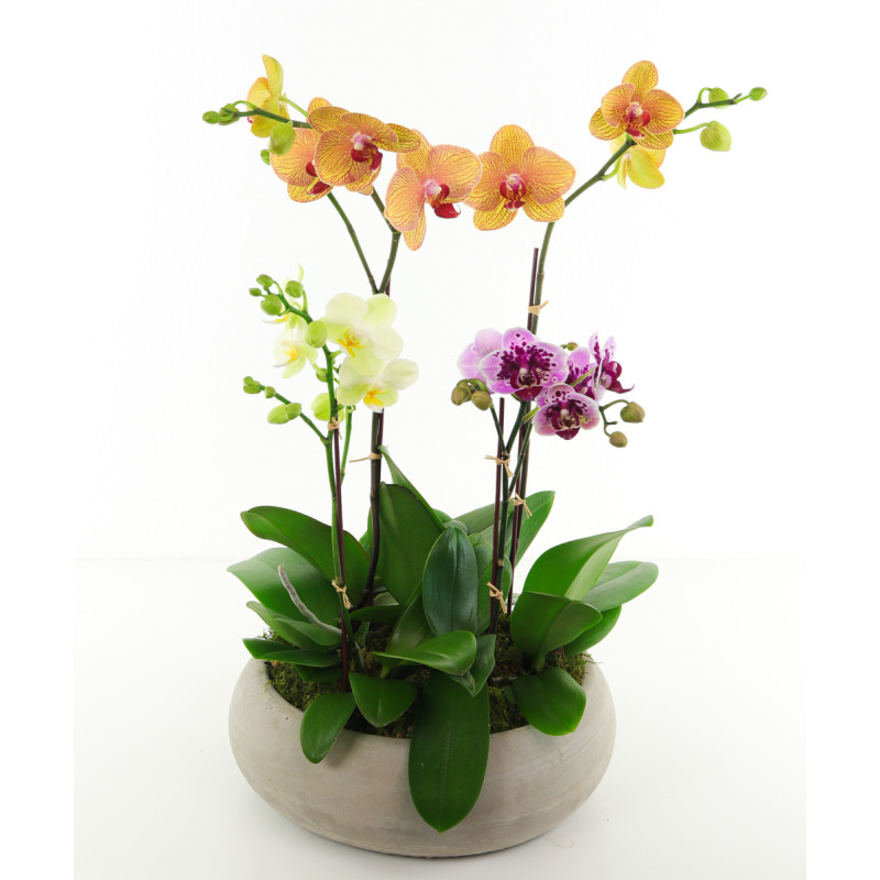 DOTTIES ORCHIDS - Same Day Delivery