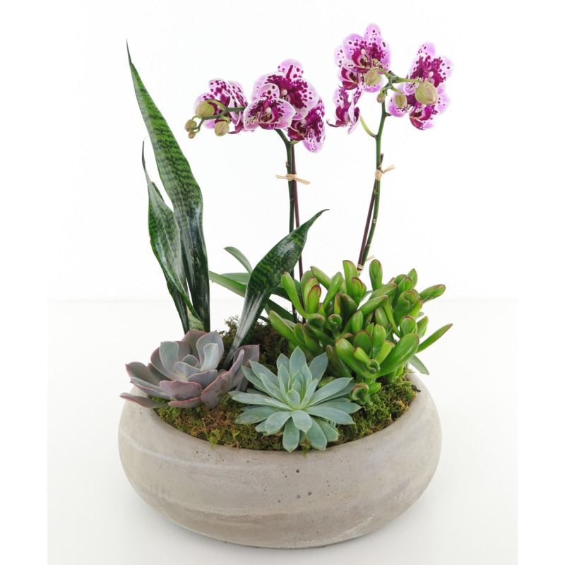 ORCHIDS & SUCCULENTS - Same Day Delivery
