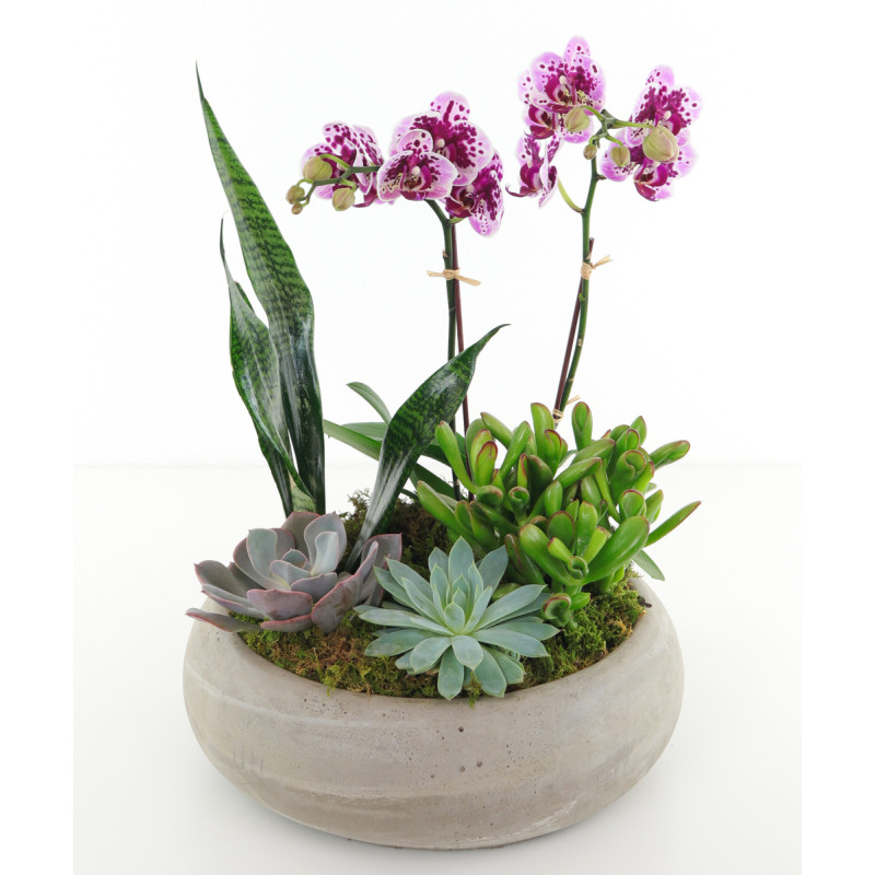 ORCHIDS AND SUCCULENTS - Same Day Delivery