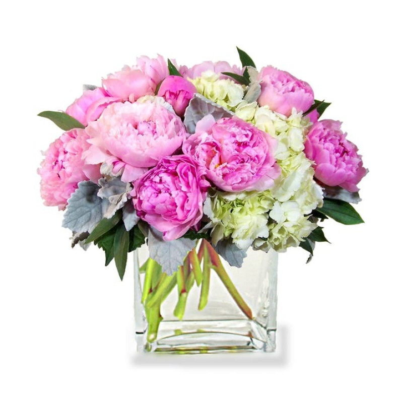 PEONY PLEASURE - Same Day Delivery