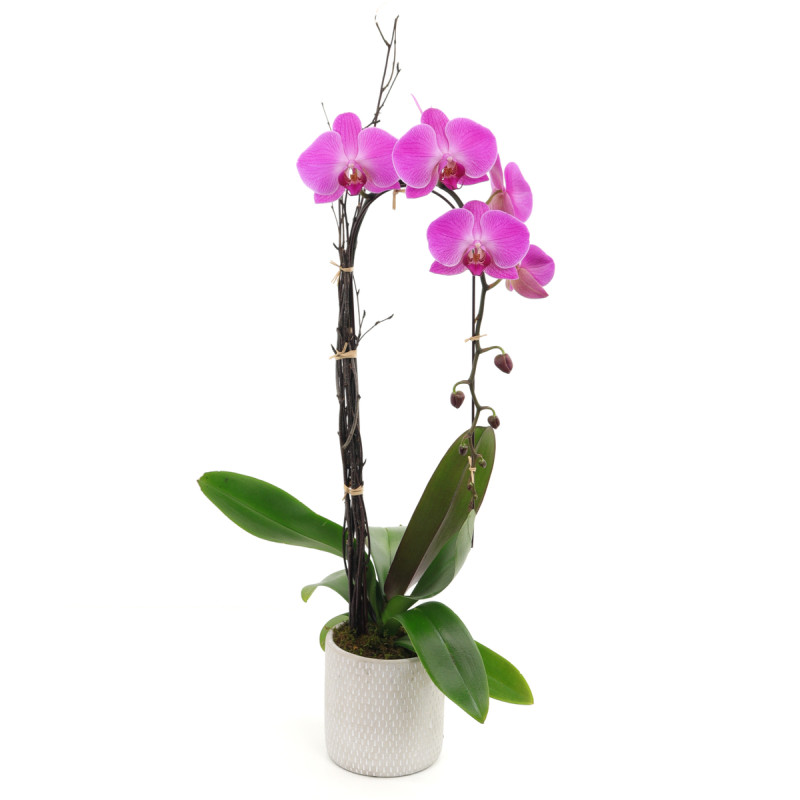 PURPLE PHALAENOPSIS ORCHID - Same Day Delivery