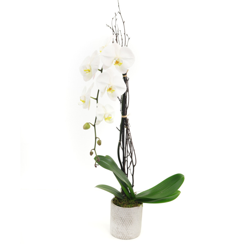 WHITE PHALAENOPSIS ORCHID - Same Day Delivery