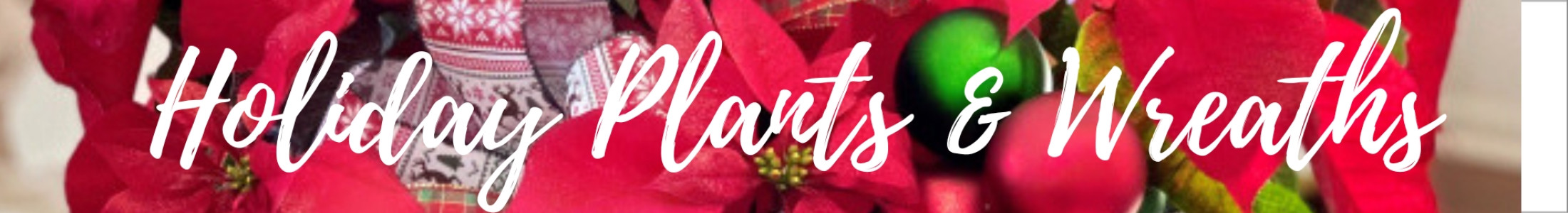 Christmas Poinsettias & Plants
