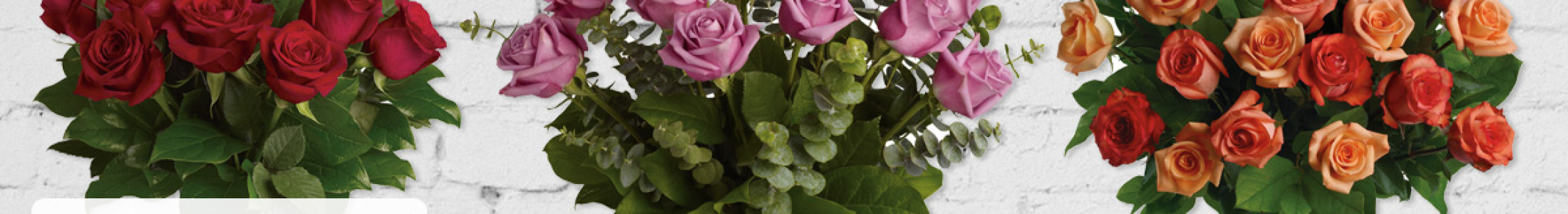 Roses, Ecuadorian Roses, Roses