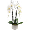 WHITE PHALAENOPSIS ORCHID: DOUBLE ORCHID IN GREY POT