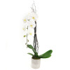 WHITE PHALAENOPSIS ORCHID: SINGLE WHITE ORCHID IN GREY POT