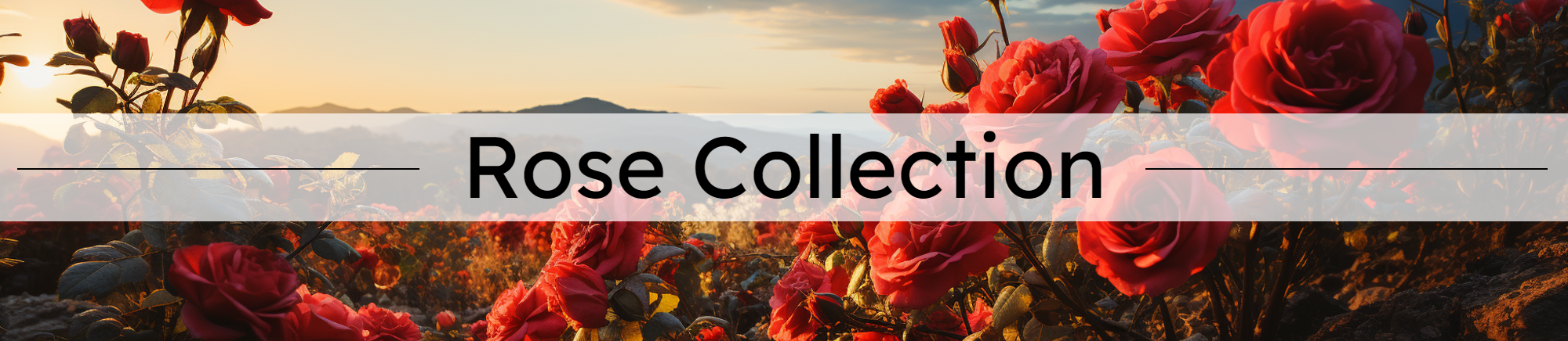 Long Stem Roses, Los Angeles