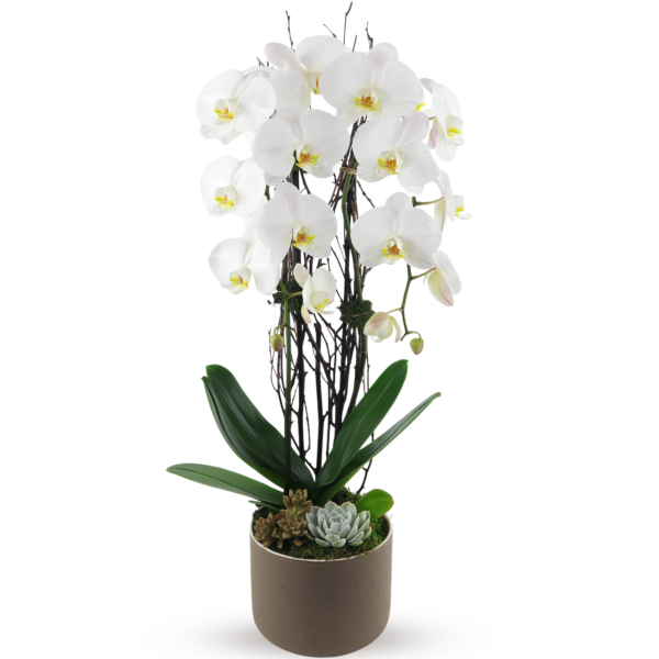 WHITE PHALAENOPSIS ORCHID
