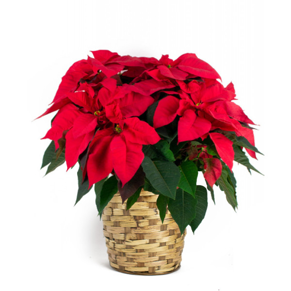 Beautiful 8 Inch Red Poinsettia in a Basket